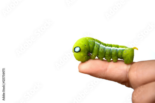 Caterpillar, Big green worm, Giant green worm