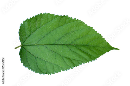  Mulberry leaf on white background