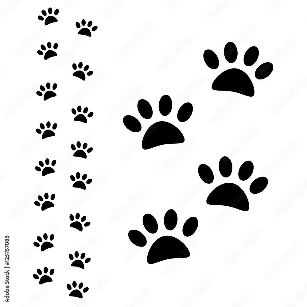 Fototapeta premium Animal paw path