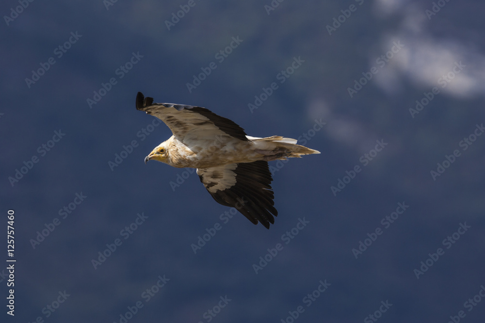Fototapeta premium A Egyptian vulture flying against the bottom of a mountainside. Neophron percnopterus.