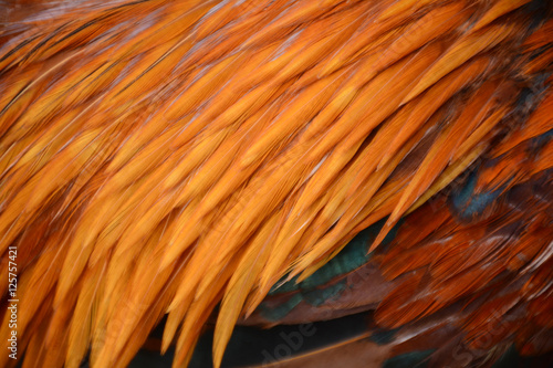 Background of chicken feathers