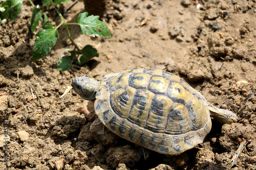 Small tortoise (Cryptodira) walking in a garden. Selective focus.