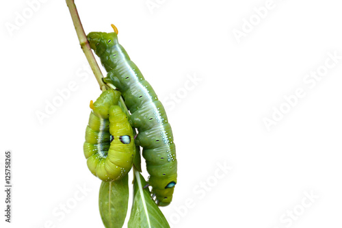 Caterpillar, Big green worm, Giant green worm on white background