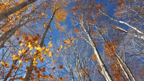 Wallpaper Mural 
Autumn forest. Orange leaves on the tops of beech trees on the background of blue sky.  Torontodigital.ca