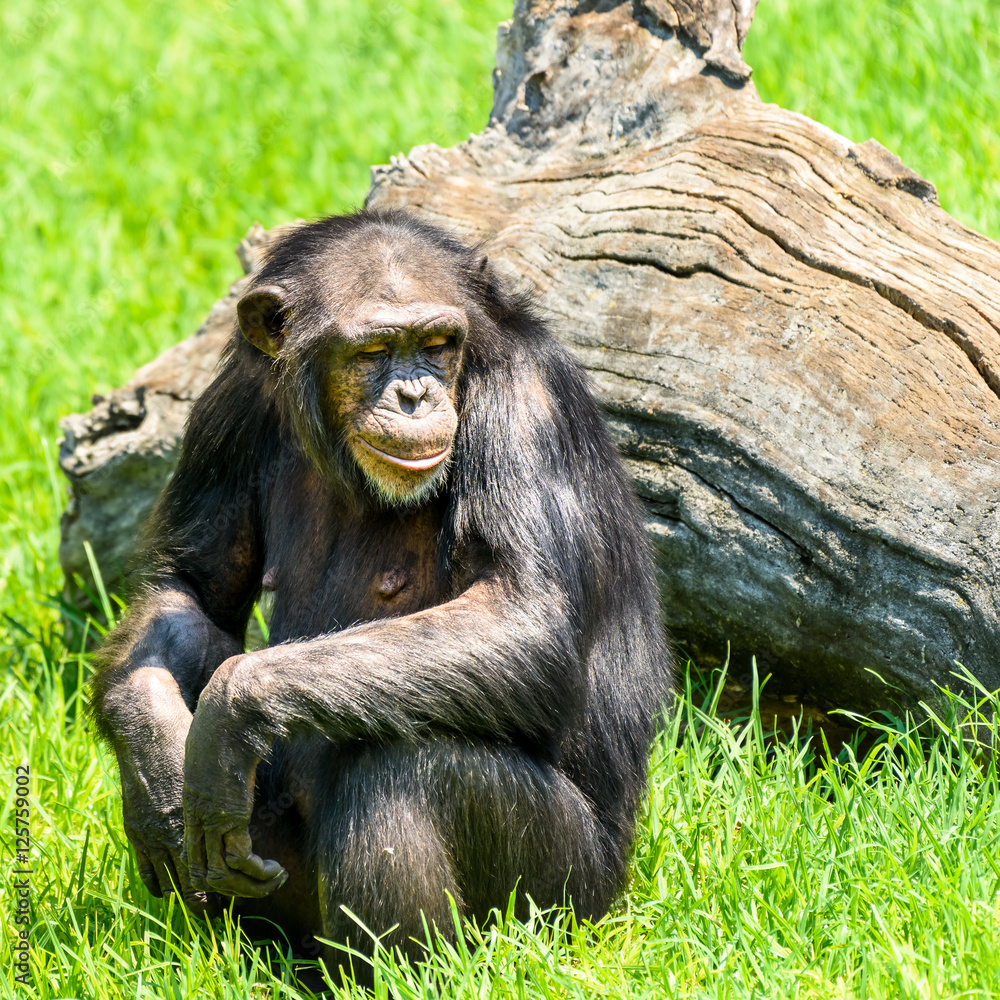 Naklejka premium African Chimpanzee Portrait