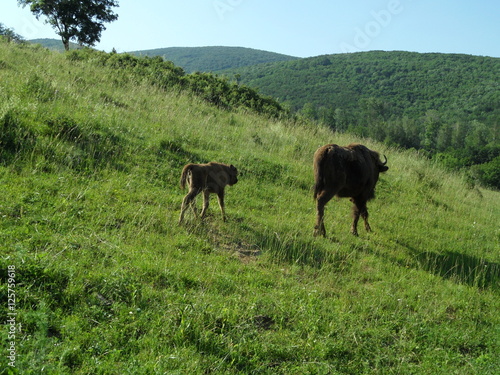 bison