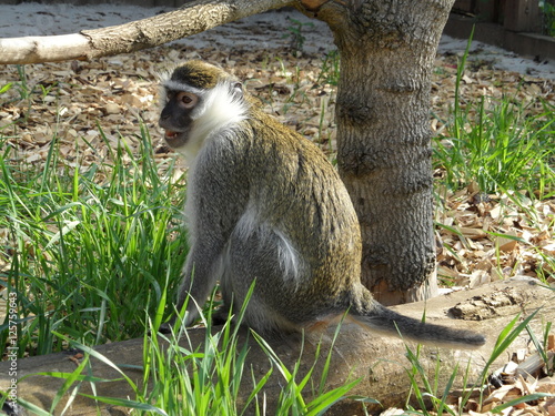 Canvas Print monkey
