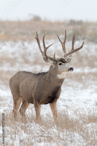 Mule Deer Buck in snow Covered Field