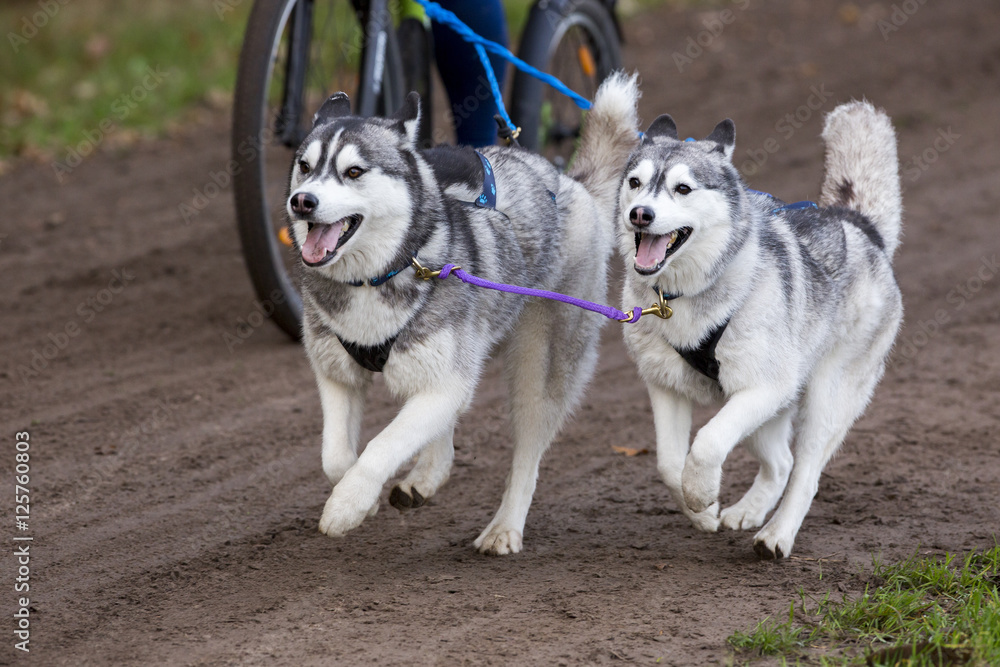 Twee husky honden trekken de step.