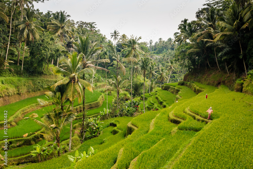 Rice Terraces in tropical Indonesia