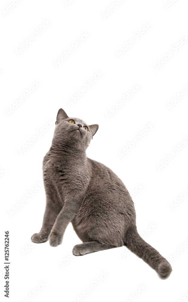 British gray cat isolated