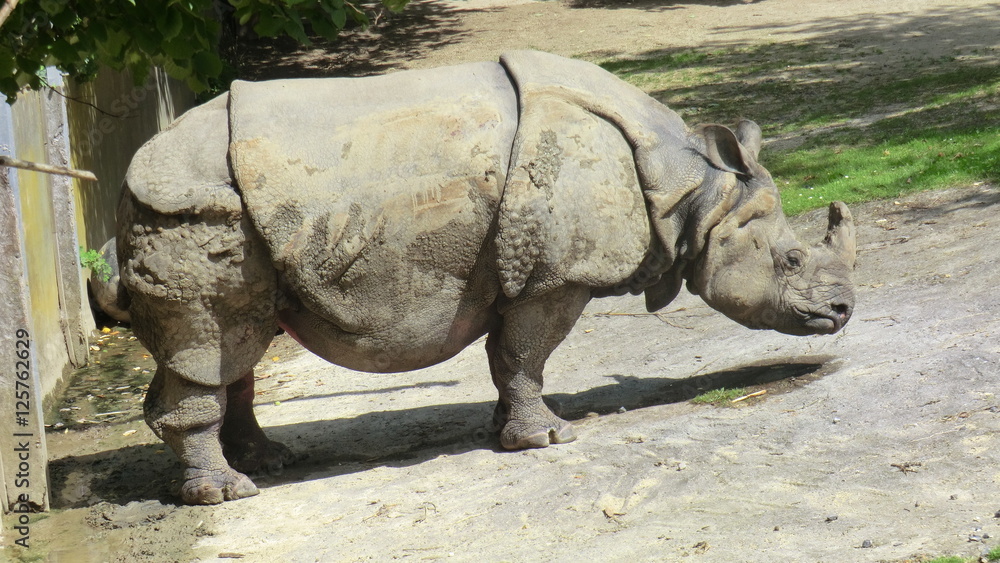 Obraz premium Neushoorn