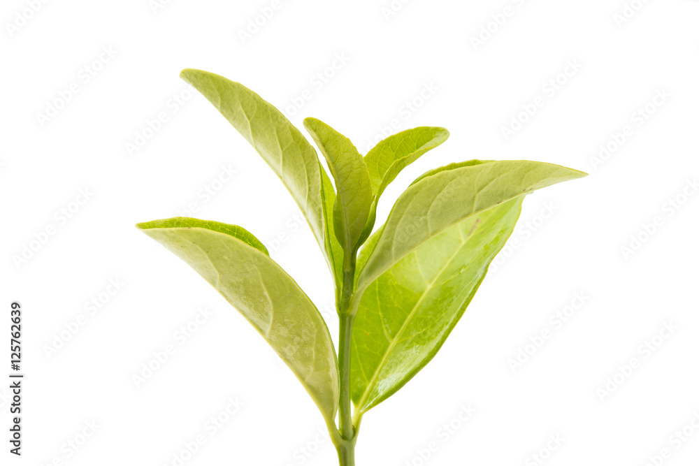 Fototapeta premium green tea leaves