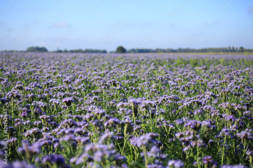 A field of thistles in Germany A field of thistles in Germany