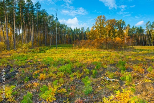 European autumnal forest landscape