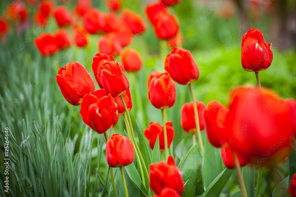 Group of red tulips in the park. Spring landscape. Red tulips in the garden Group of red tulips in the park. Spring landscape. Red tulips in the garden