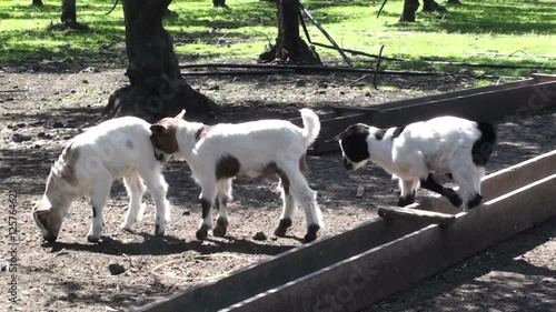 Goats walk in a field