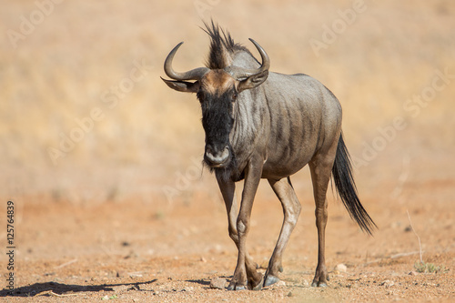 Blue wildebeest (Connochaetes taurinus), Etosha National Park, Namibia photo