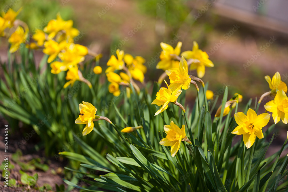Yellow daffodil flower in the field. Daffodil flowers in sunlight.Field of yellow daffodils or yellow narcissus or suisen Yellow daffodil flower in the field. Daffodil flowers in sunlight.Field of yellow daffodils or yellow narcissus or suisen
