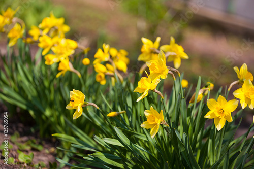 Fototapeta Naklejka Na Ścianę i Meble -  Yellow daffodil flower in the field. Daffodil flowers in sunlight.Field of yellow daffodils or yellow narcissus or suisen