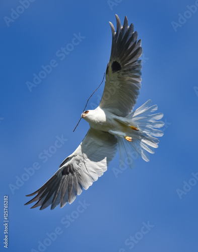 Whitetailed Kites twigs in beak to build nest photo