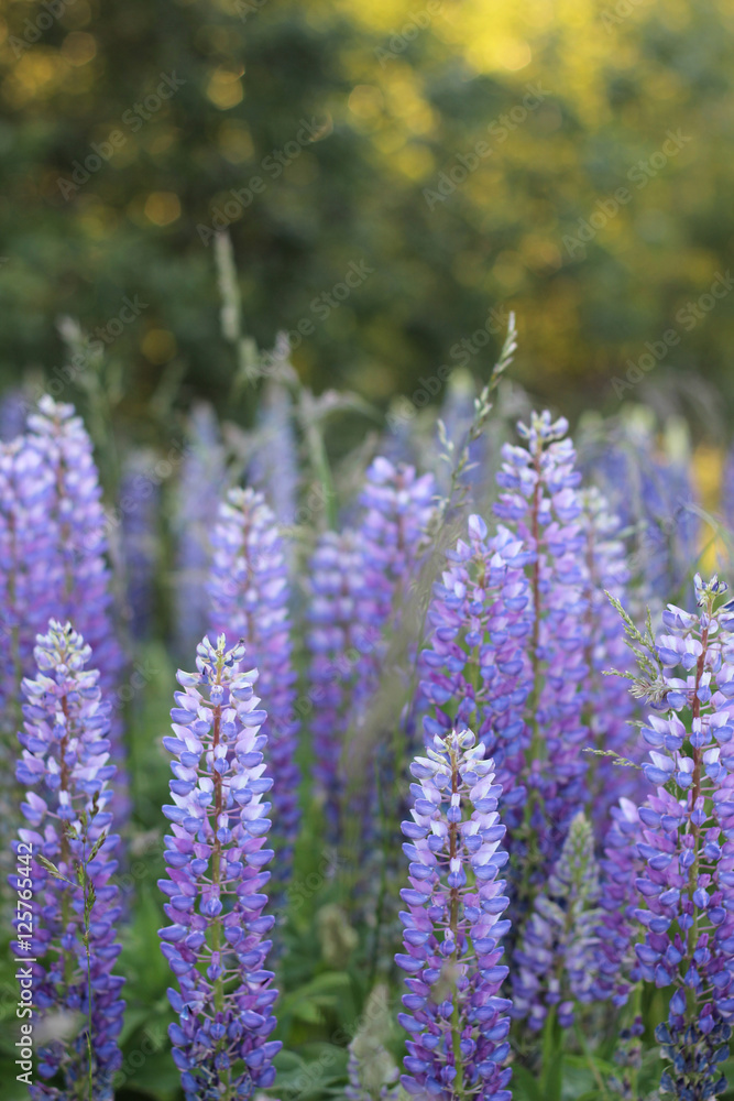 Obraz premium flowers