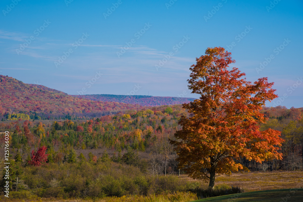 Fall landscape with tree in foreground