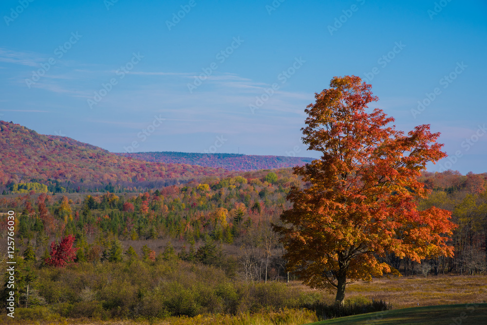 Fototapeta premium Fall landscape with tree in foreground