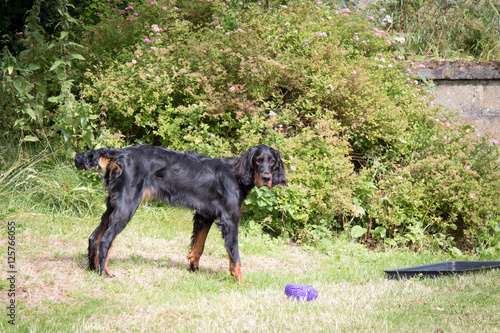 Outdoor puppy photo