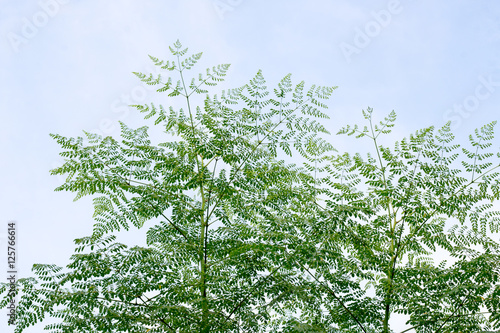 group of green leaf and sky cloud and blue sky green leaf from garden green leaf make oxygen copy space.