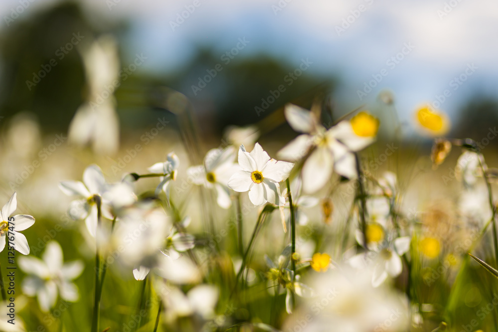 Fototapeta premium White daffodil flower in the field. Daffodil flowers in sunlight.Field of white daffodils or white narcissus or suisen