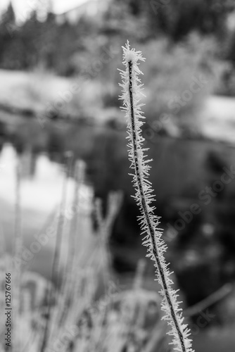 Black and White Ice Crystals at Valley View Yosemite after Winter Snow Storm
