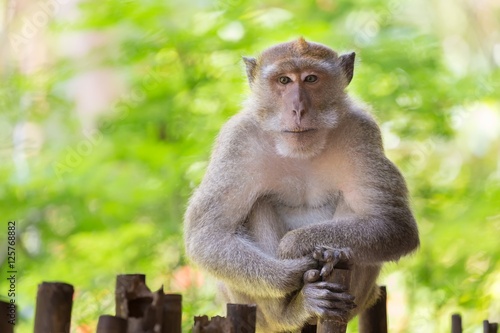 Fototapeta Naklejka Na Ścianę i Meble -  Crab-eating Macaque portrait
