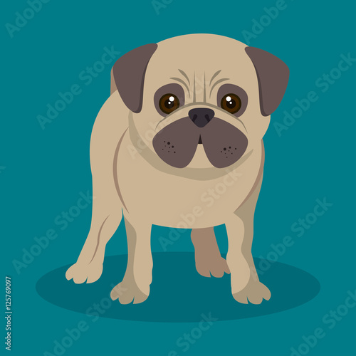 cute pug doggy standing blue background vector illustration eps 10 © Gstudio