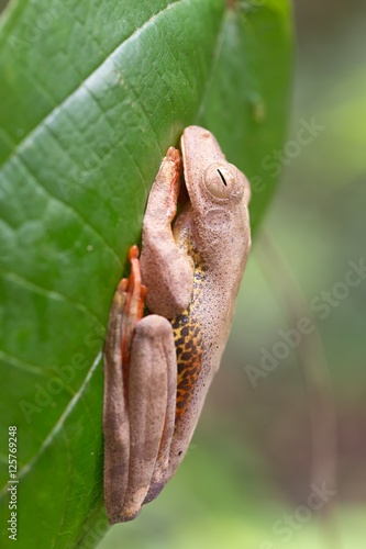 Tropical forest frog photo