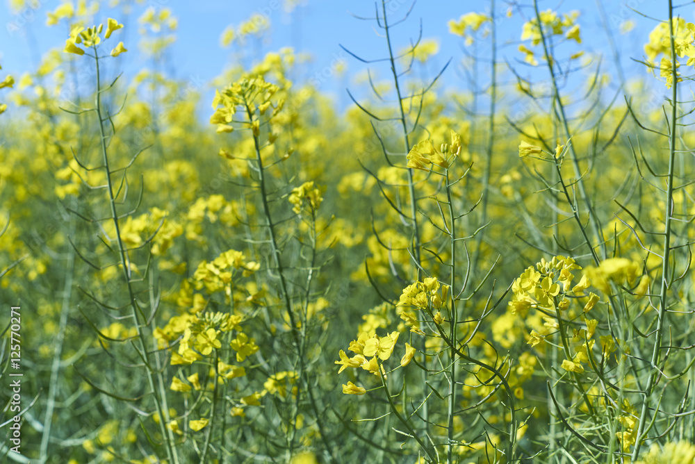 blurred landscape raps. yellow texture. natural background. blue sky. blurred landscape raps. yellow texture. natural background. blue sky.