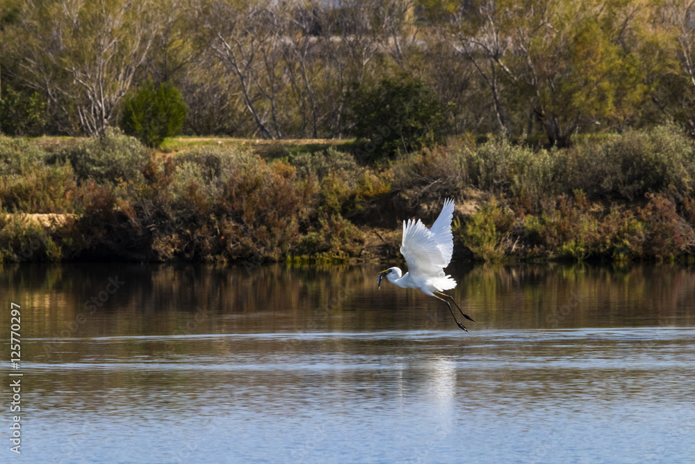 Great egret fishing and flying in natural area Great egret fishing and flying in natural area