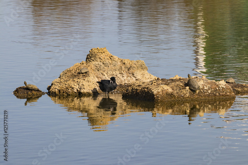 Eurasian coot cleaning his feathers in a rock with turtles in natural area "Marismas del Odiel", Huelva, Andalusia, Spain