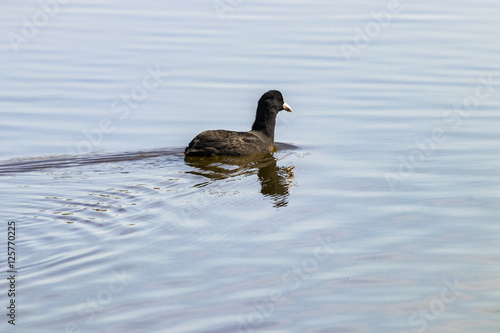 Eurasian coot in calm water with reflections in natural area "Marismas del Odiel", Huelva, Andalusia, Spain © Alfredo