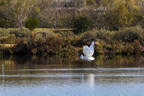 Great egret fishing and flying in natural area "Marismas del Odiel", Huelva, Andalusia, Spain
