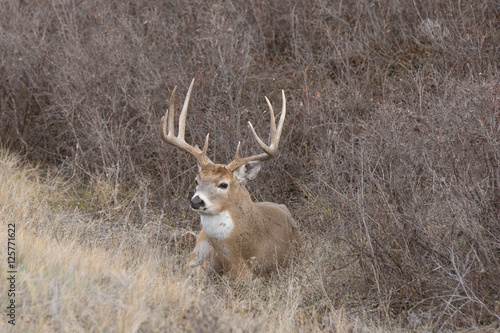 Sitting Buck