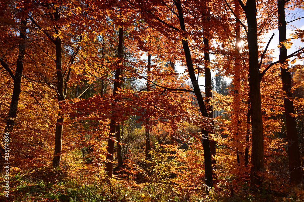 Fototapeta premium Sunny autumn forest