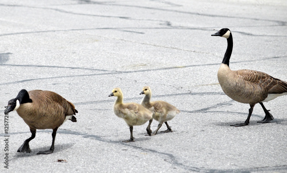 Fototapeta premium Geese Family 