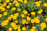 Yellow Marigolds flower in garden.