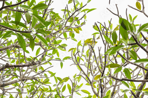 Plumeria tree  frangipani  - Leaves isolated on white background.