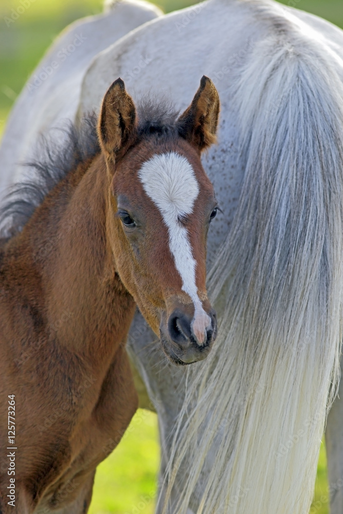 Fototapeta premium Curious Bay Foal standing close to mother for protection.