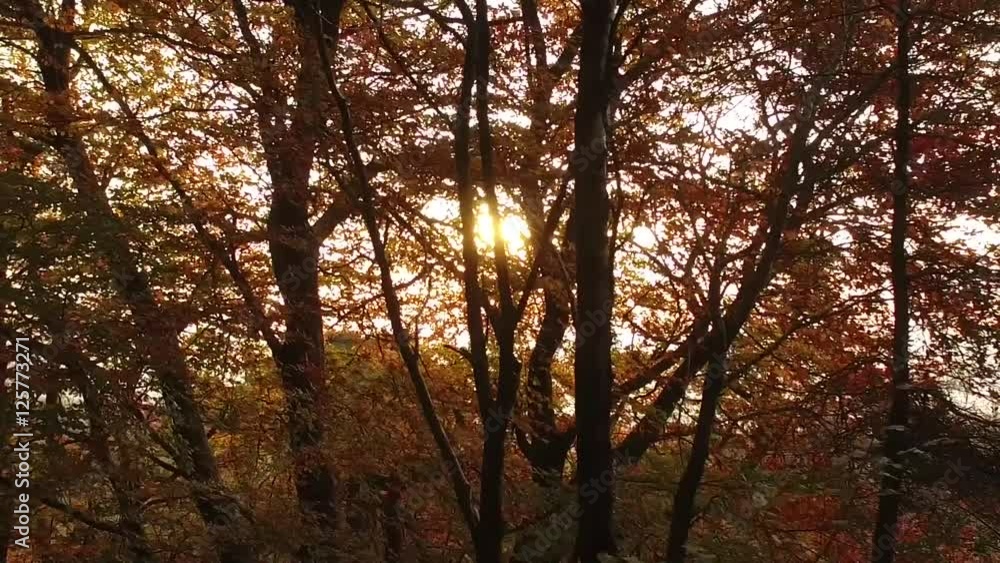 Slow motion shot through the woods in autumn. Slow motion shot through the woods in autumn.