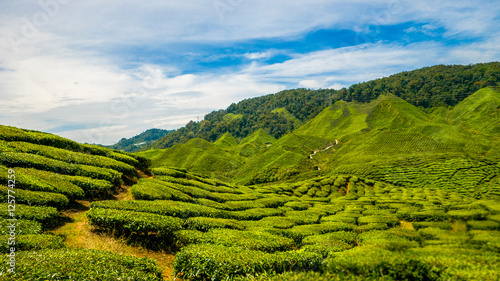 Beautiful tea plantation, picturesque hills