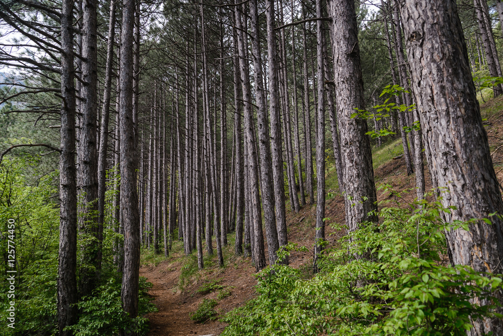 Footpath through a pine forest