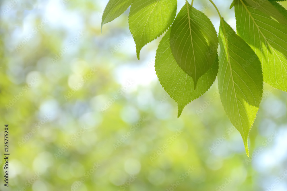 background with sun shining through the green leaves
background with sun shining through the green leaves